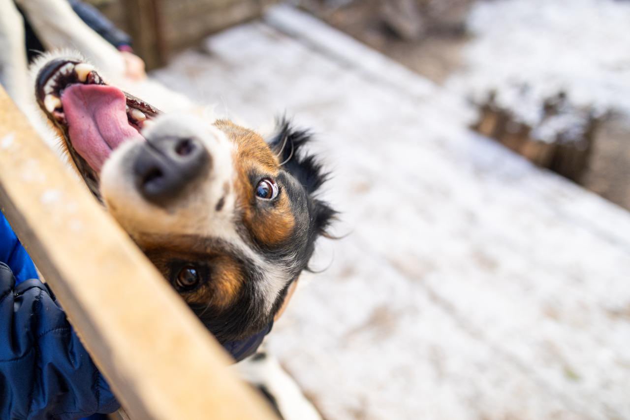 Hachiko’s Updates on Helping Furry Victims in Ukraine