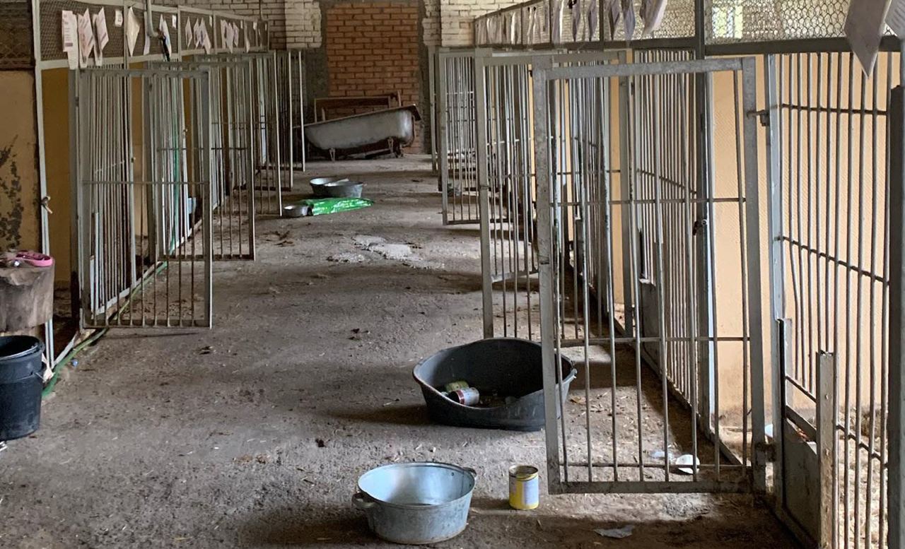 263 shelter dogs die of thirst in Borodyanka