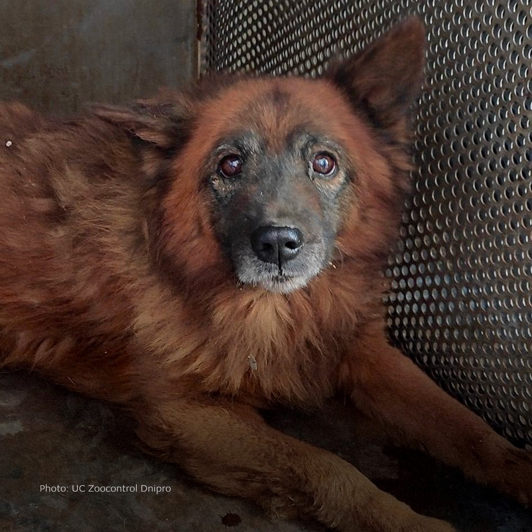 Dog Krym survived missile attack but died after losing family