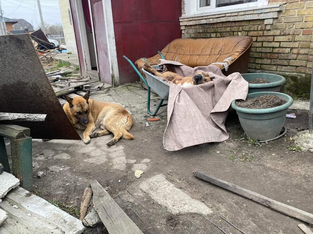 Dog returns to dead friend in Bucha yard after three killed