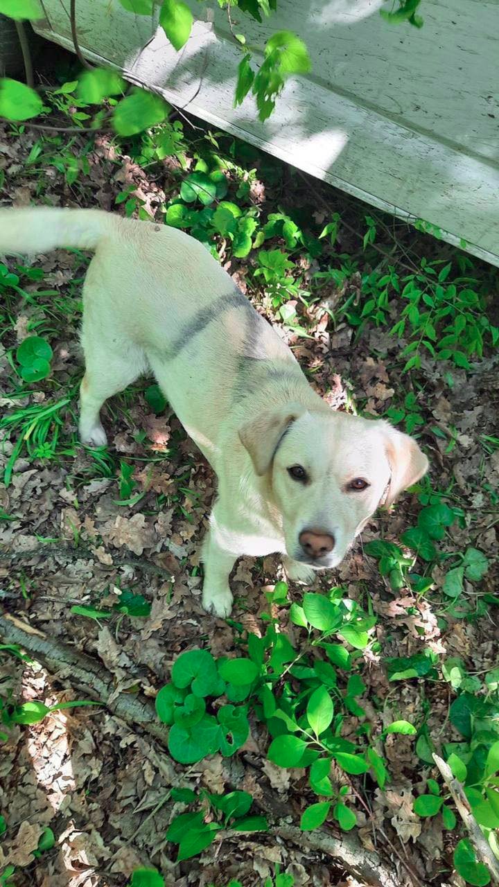 Dog switches to Ukrainians after occupiers’ mark