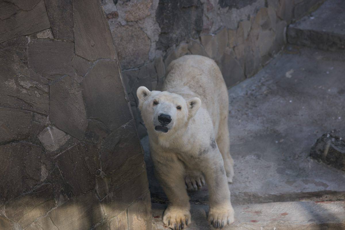 Bombed Mykolayiv Zoo director seeks e-ticket support to help animals