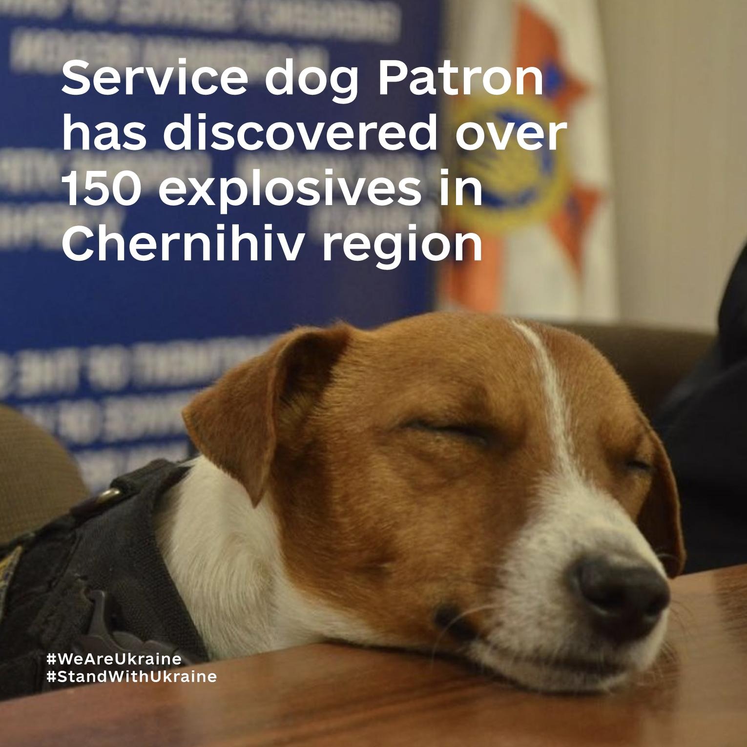 Service dog Patron finds over 150 explosives in Ukraine