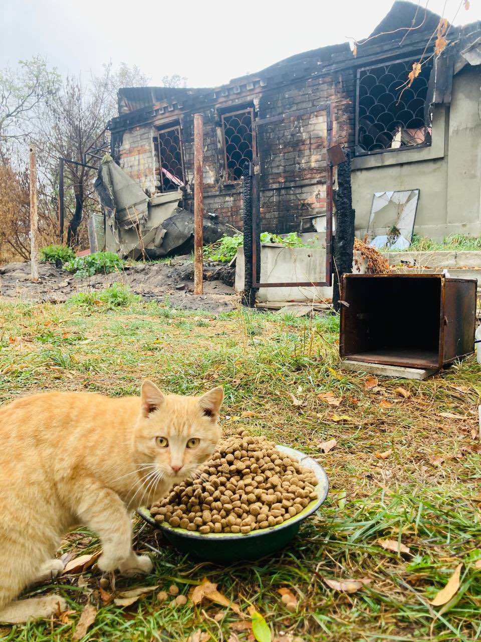 Vasyl the cat waits for family after house burned in Ukraine