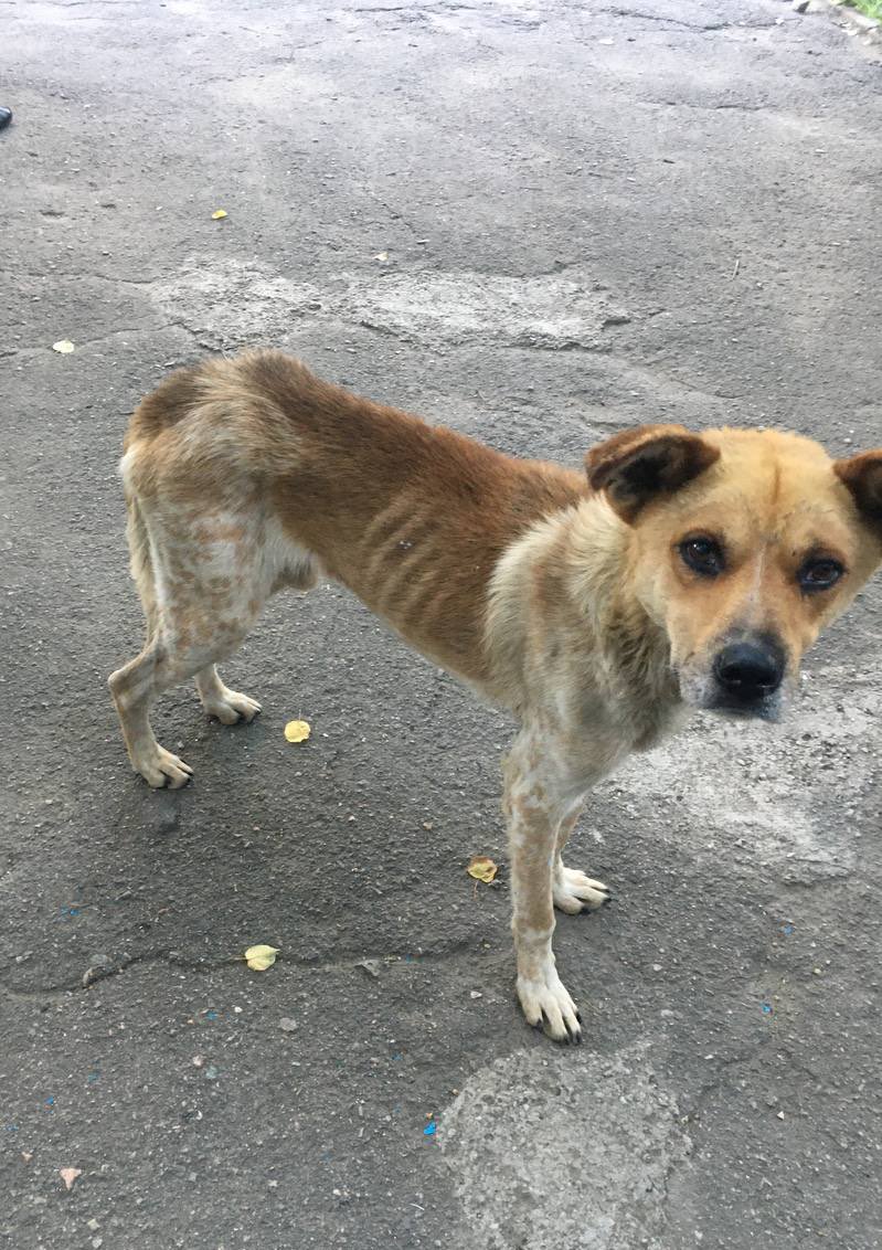 Rescued Ukrainian war dog now thriving with Hachiko team