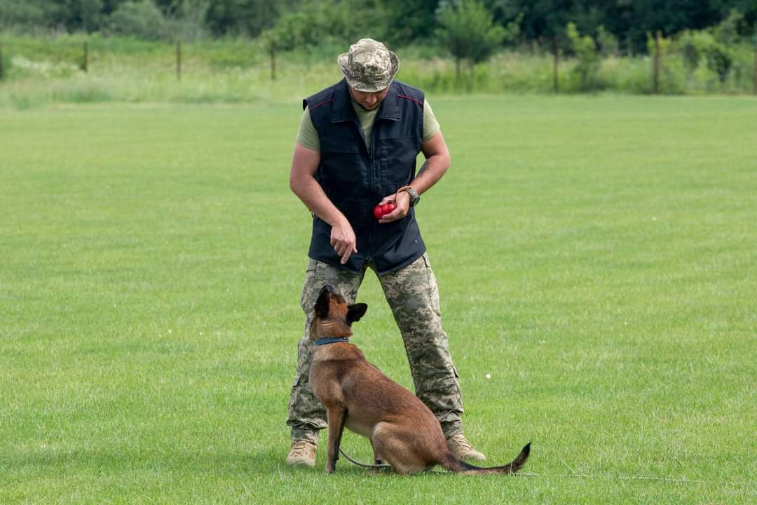 12 demining dogs join Ukrainian army