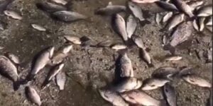 Russian terrorist act on Kakhovka HPP causes fishing losses of 95k tons