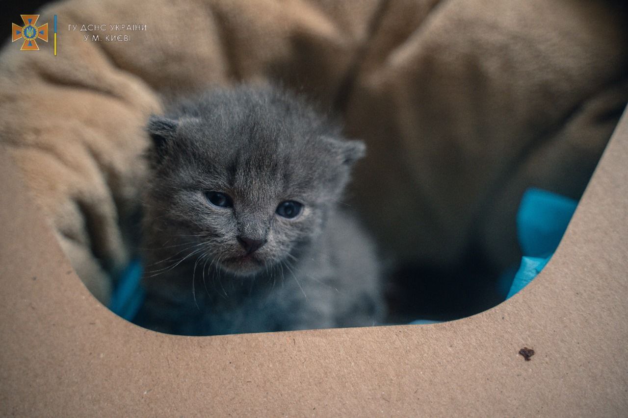 Kitten Spulya Rescued from Borodianka Rubble
