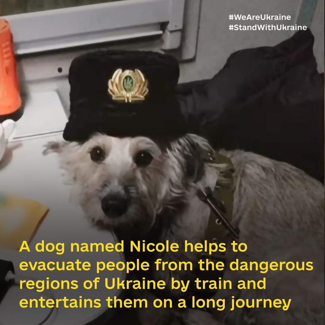 Rescued dog Nicole completes dozens of evacuation rides