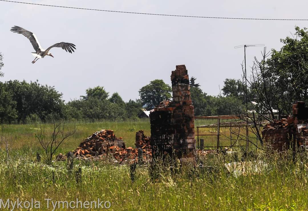 Stork over ruined house in Pidhaine