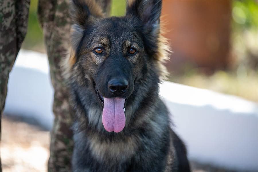 Service dog from Khortytsia brigade wins Ukrainian multi-event championship