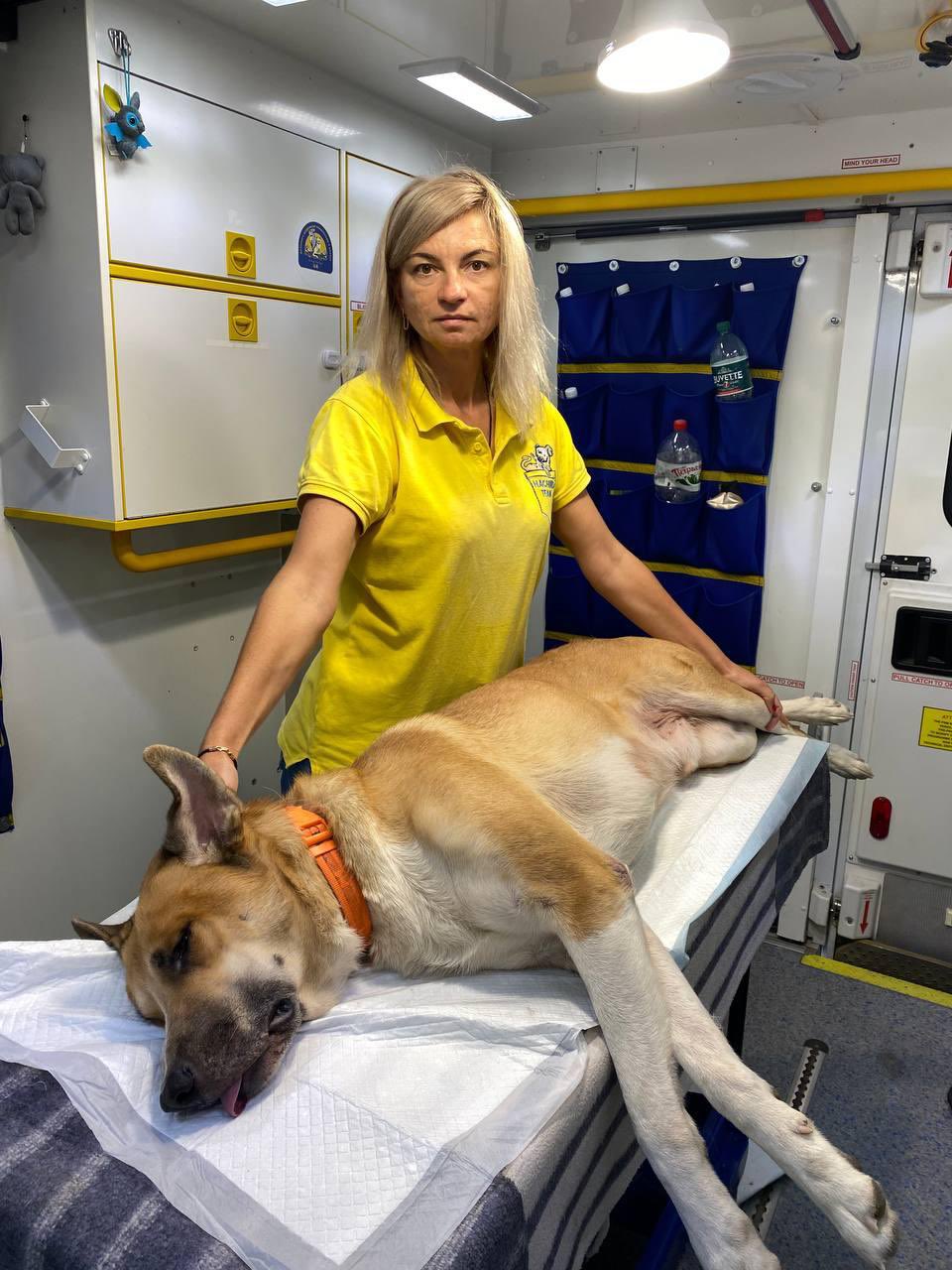 Big Ukrainian dog treated in Sloviansk under Russian attack