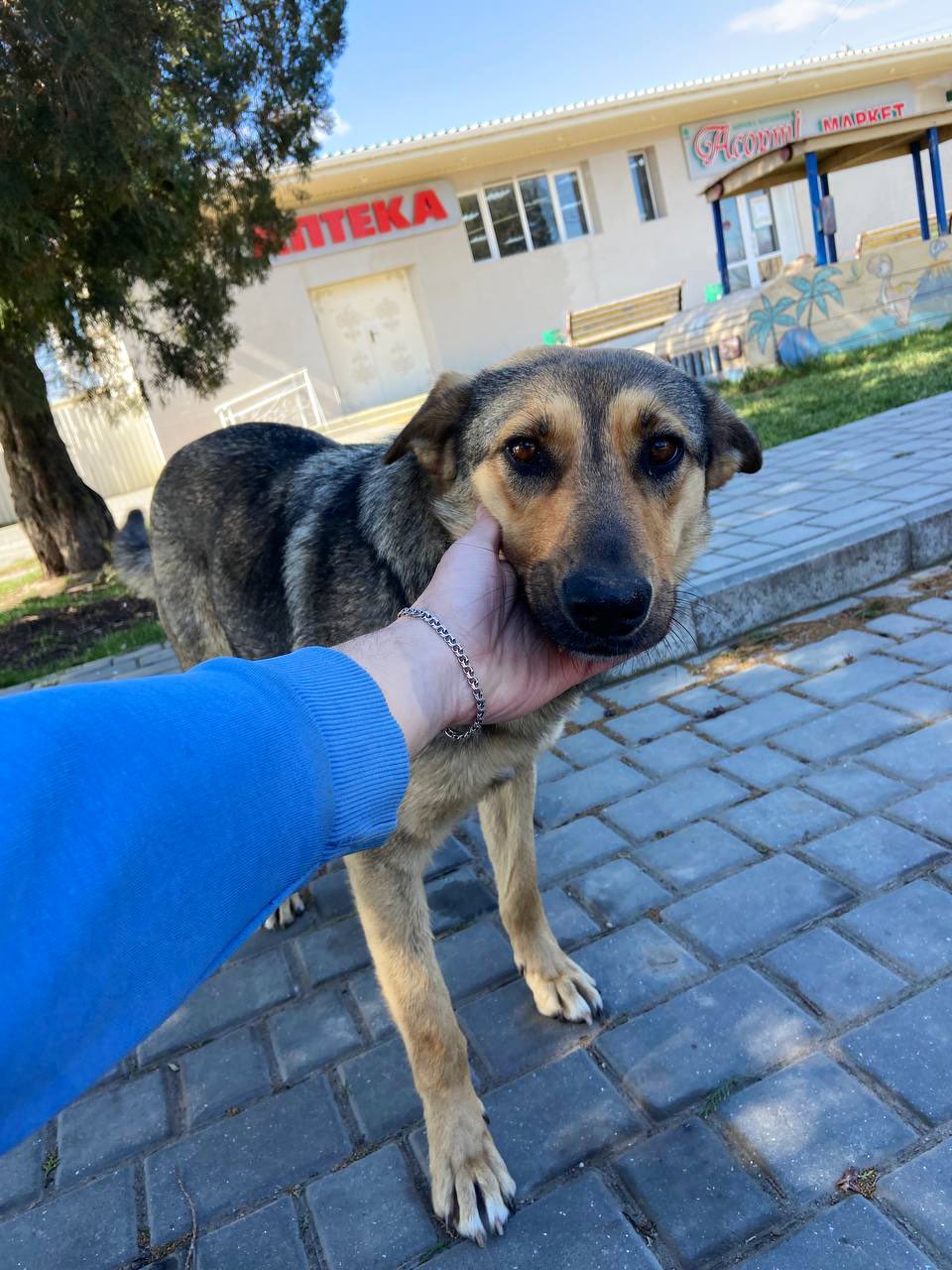 Zhuzha the smiling dog abandoned during war waits three years