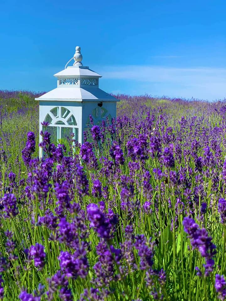 Motyzhyn: from lavender to civilian mass graves