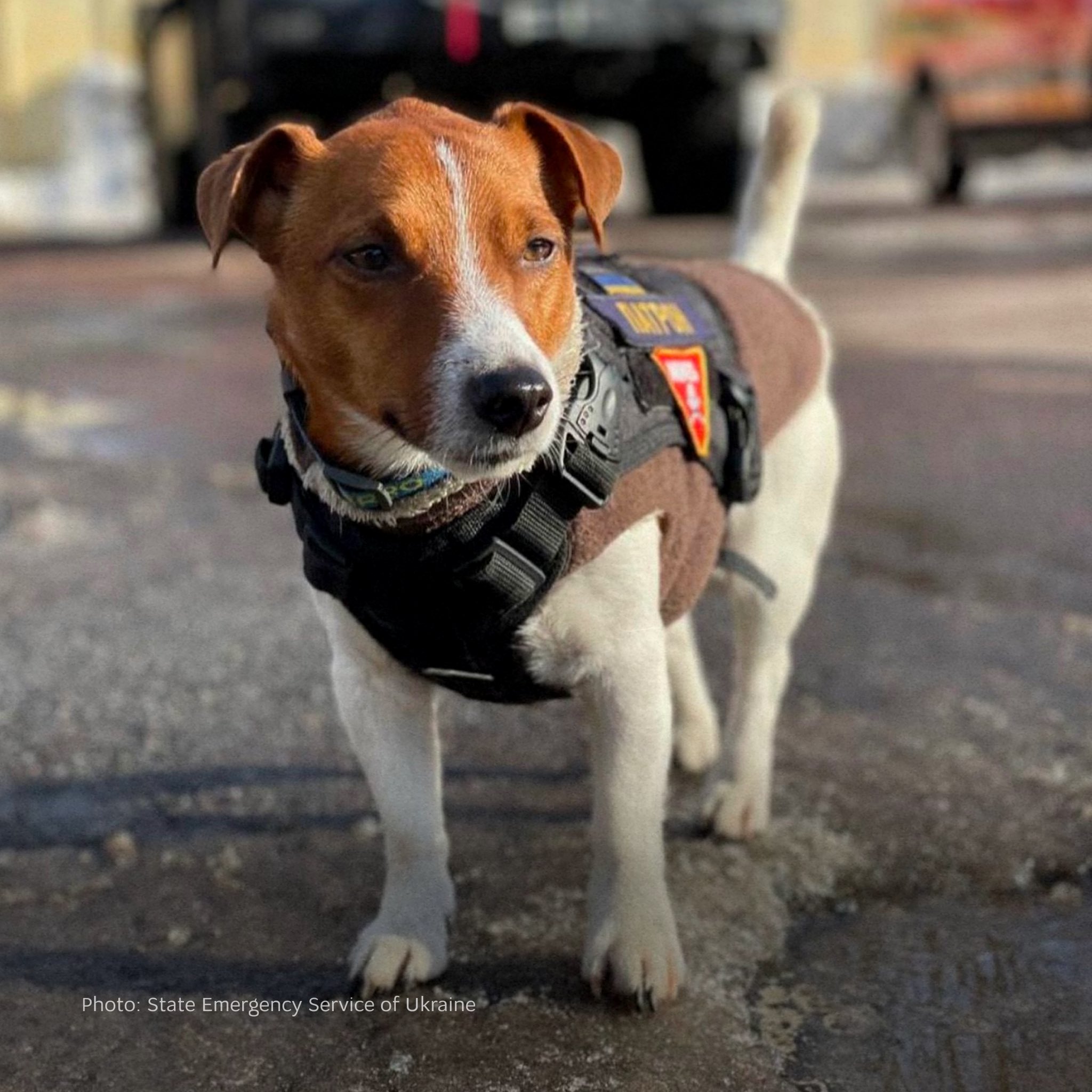 Patron: Explosive-sniffing dog helps de-mine Ukraine