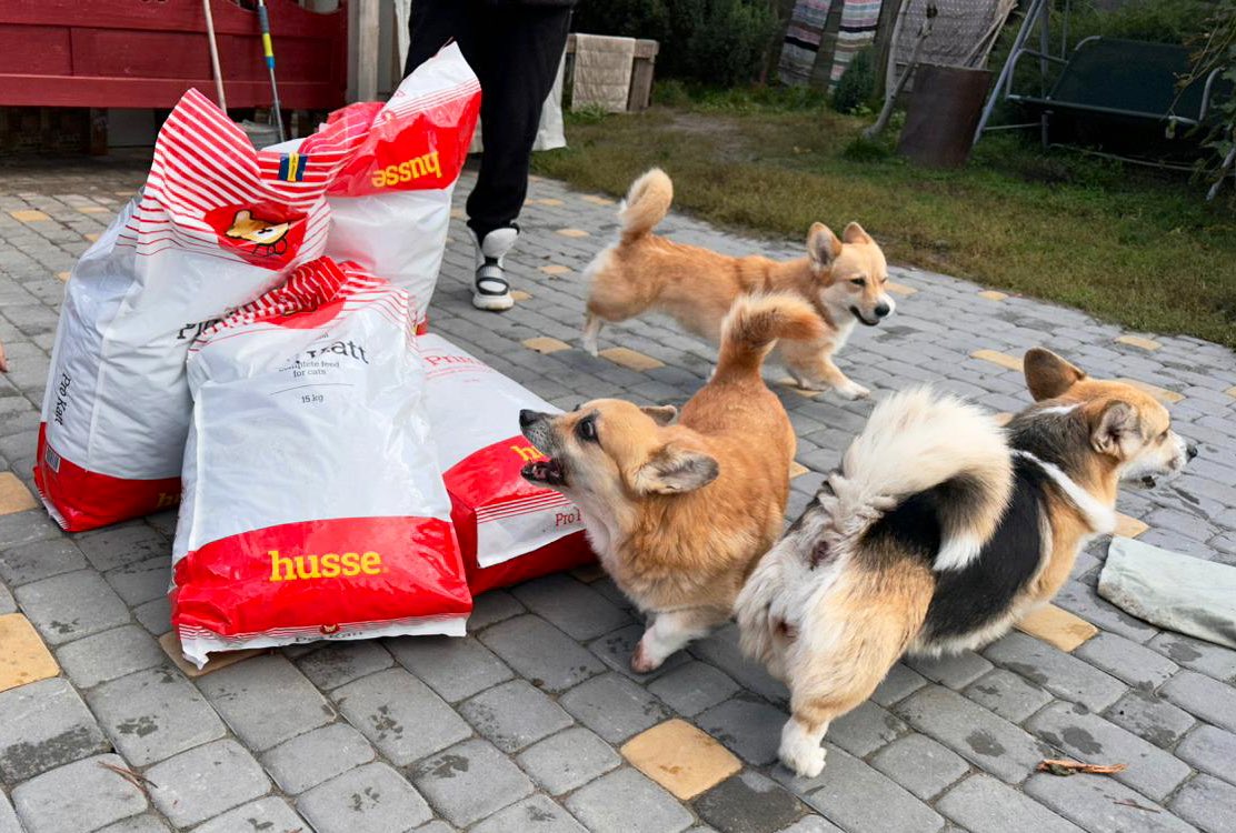 Corgis overjoyed by dog food delivery in liberated Yampil