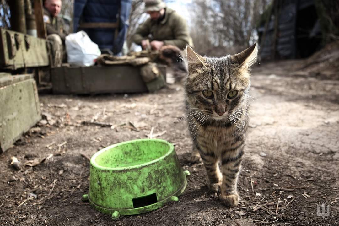 128th Brigade artillerymen camouflage gear and feed combat cat