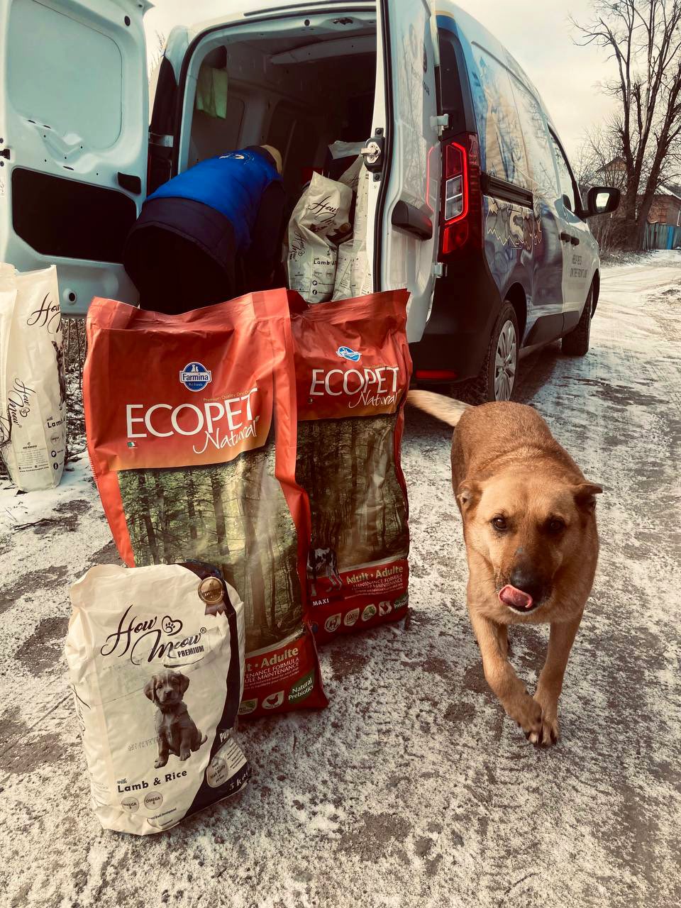 Winter Hachiko delivers aid to dogs in Izium, Ukraine