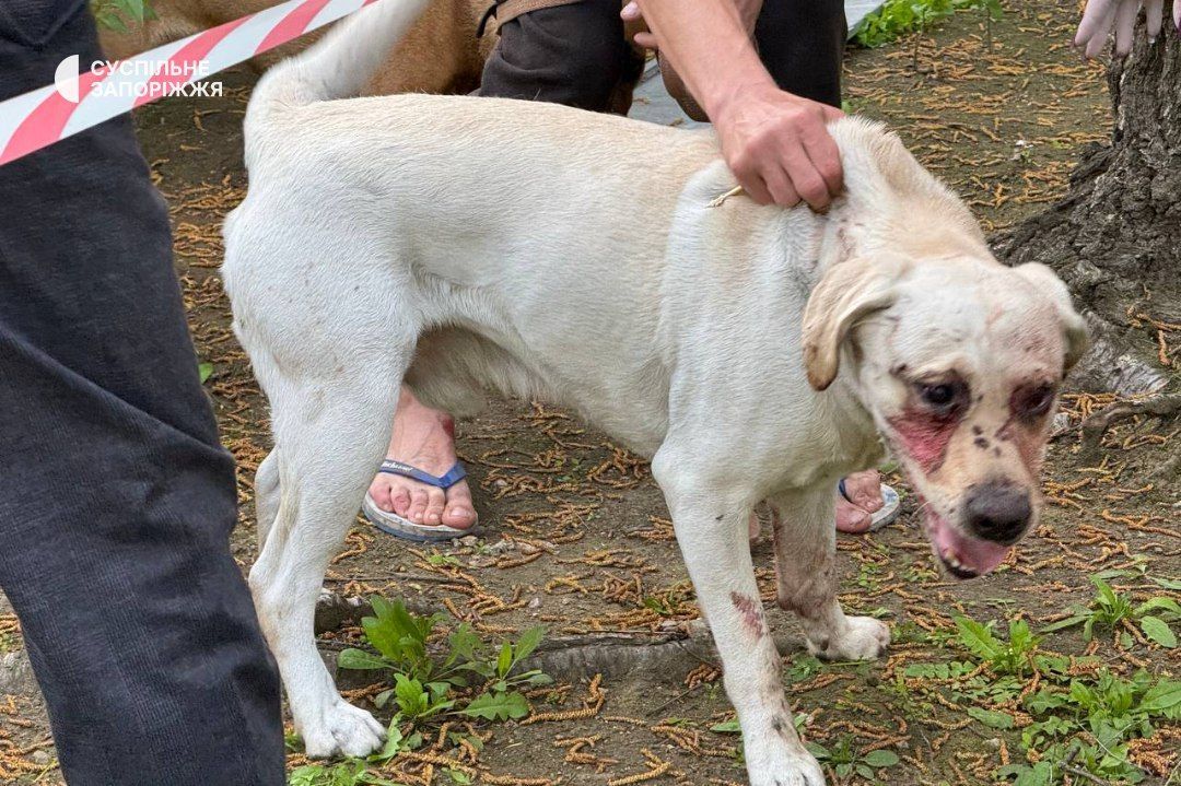Dog injured in Zaporizhzhia shelling