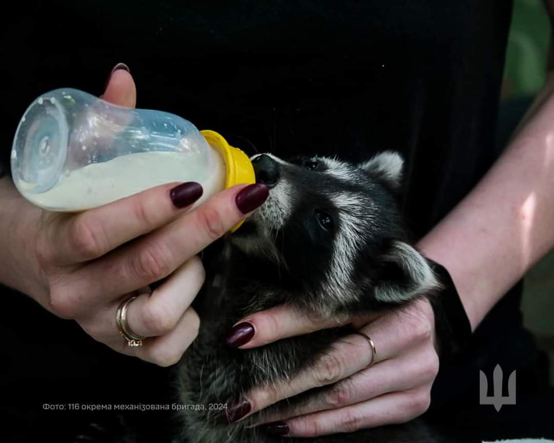 Military’s Care for Furry Friends During Downtime