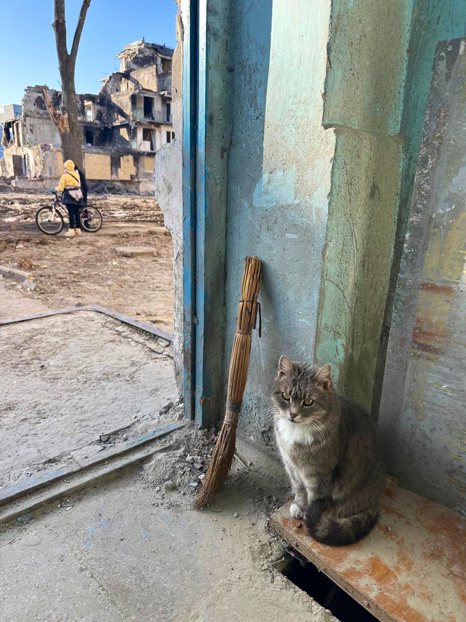 War’s impact on pets: feeding station for cats in Kharkiv bombing site